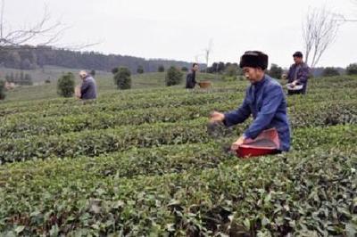 遵義生物有機(jī)肥